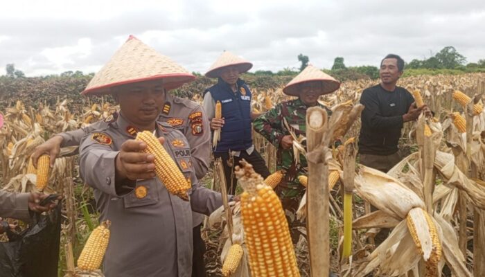 Panen Raya Jagung Pipil di Dumai Hasilkan ±4.500 kg, Dukungan Kapolres Bagi Ketahanan Pangan Nasional